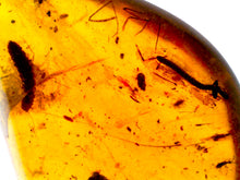 Load image into Gallery viewer, Dinosaur age Burmite Fossil AMBER with 2 HUGE 5+ mm Insect Larvae! TESTED FOR AUTHENTICITY!!
