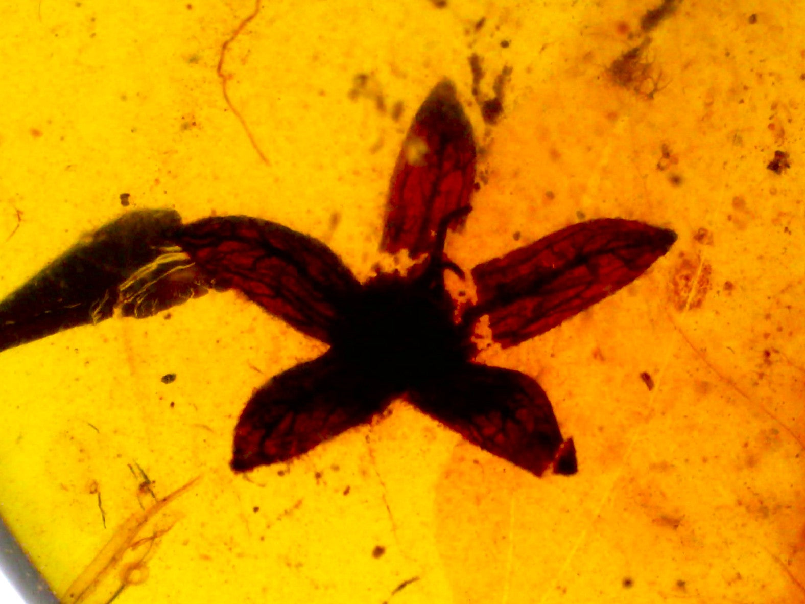 GEM QUALITY Dinosaur age Burmite AMBER with a Rare Five Petal FLOWER! TESTED FOR AUTHENTICITY!!