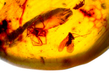Load image into Gallery viewer, Dinosaur age Burmite Fossil AMBER with Pristine Spider and Winged Insect! TESTED FOR AUTHENTICITY!!
