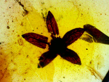 Load image into Gallery viewer, GEM QUALITY Dinosaur age Burmite AMBER with a Rare Five Petal FLOWER! TESTED FOR AUTHENTICITY!!
