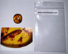 Load image into Gallery viewer, Dinosaur age Burmite Fossil AMBER with Pristine Spider and Winged Insect! TESTED FOR AUTHENTICITY!!
