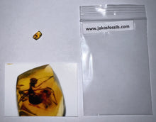 Load image into Gallery viewer, GEM Dinosaur age Burmite Fossil AMBER with Rare Pristine Ant! TESTED FOR AUTHENTICITY!!
