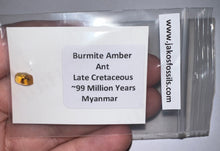 Load image into Gallery viewer, GEM Dinosaur age Burmite Fossil AMBER with Rare Pristine Ant! TESTED FOR AUTHENTICITY!!
