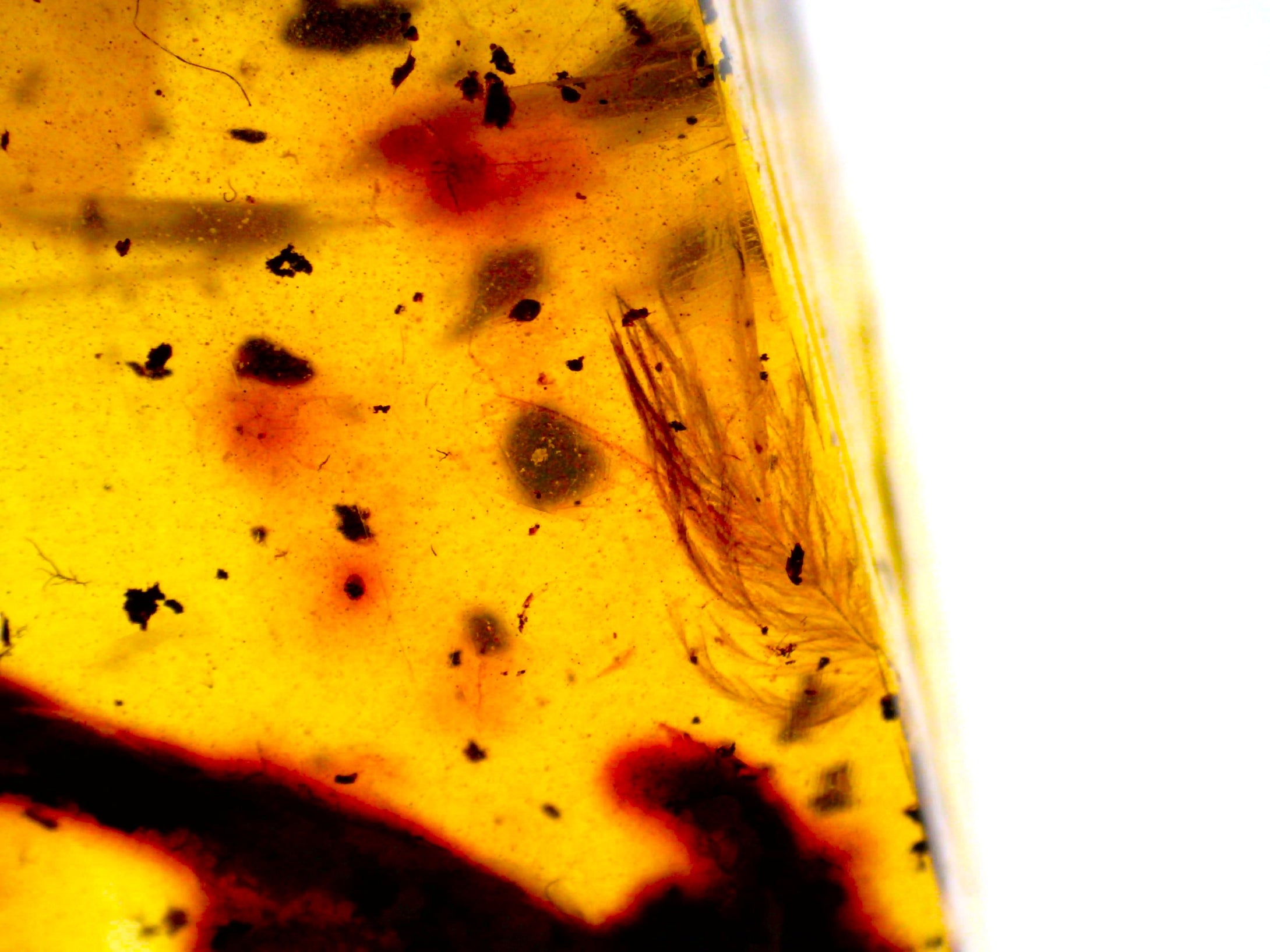 Dinosaur age Burmite Fossil AMBER with SUPER RARE FEATHER and TICK! TESTED FOR AUTHENTICITY!!