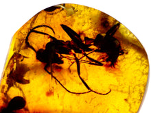 Load image into Gallery viewer, GEM Dinosaur age Burmite Fossil AMBER with Rare Pristine Ant! TESTED FOR AUTHENTICITY!!
