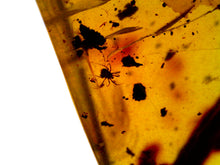 Load image into Gallery viewer, Dinosaur age Burmite Fossil AMBER with SUPER RARE FEATHER and TICK! TESTED FOR AUTHENTICITY!!
