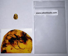 Load image into Gallery viewer, GEM Dinosaur age Burmite Fossil AMBER with Rare Pristine Ant! TESTED FOR AUTHENTICITY!!
