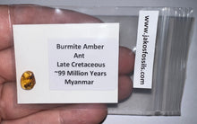 Load image into Gallery viewer, GEM Dinosaur age Burmite Fossil AMBER with Rare Pristine Ant! TESTED FOR AUTHENTICITY!!
