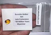 Load image into Gallery viewer, GEM Dinosaur age Burmite Fossil AMBER with Rare Pristine Ant! TESTED FOR AUTHENTICITY!!
