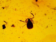 Load image into Gallery viewer, Dinosaur age Burmite Fossil AMBER with rare pristine PSEUDOSCORPION! TESTED FOR AUTHENTICITY!!
