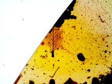 Load image into Gallery viewer, GEM Dinosaur age Burmite Fossil AMBER with SUPER RARE FEATHER! TESTED FOR AUTHENTICITY!!
