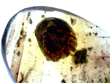 Load image into Gallery viewer, GEM Dinosaur age Burmite Fossil AMBER with a Super Rare Pristine ISOPOD! TESTED FOR AUTHENTICITY!!
