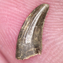 Load image into Gallery viewer, Rare Acheroraptor Fossil Tooth Dromaeosaur True Raptor from the Hell Creek .32 Inches!
