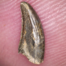 Load image into Gallery viewer, Rare Acheroraptor Fossil Tooth Dromaeosaur True Raptor from the Hell Creek .32 Inches!
