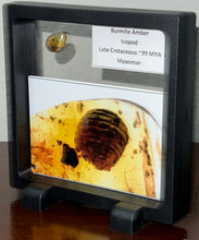 Load image into Gallery viewer, GEM Dinosaur age Burmite Fossil AMBER with a Super Rare Pristine ISOPOD! TESTED FOR AUTHENTICITY!!
