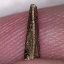 Load image into Gallery viewer, Rare Acheroraptor Fossil Tooth Dromaeosaur True Raptor from the Hell Creek .32 Inches!
