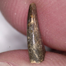 Load image into Gallery viewer, Rare Acheroraptor Fossil Tooth Dromaeosaur True Raptor from the Hell Creek .32 Inches!
