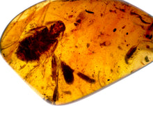 Load image into Gallery viewer, GEM Dinosaur age Burmite Fossil AMBER with Beetles, Winged Insects, and a HUGE 8 mm COCKROACH! TESTED FOR AUTHENTICITY!!
