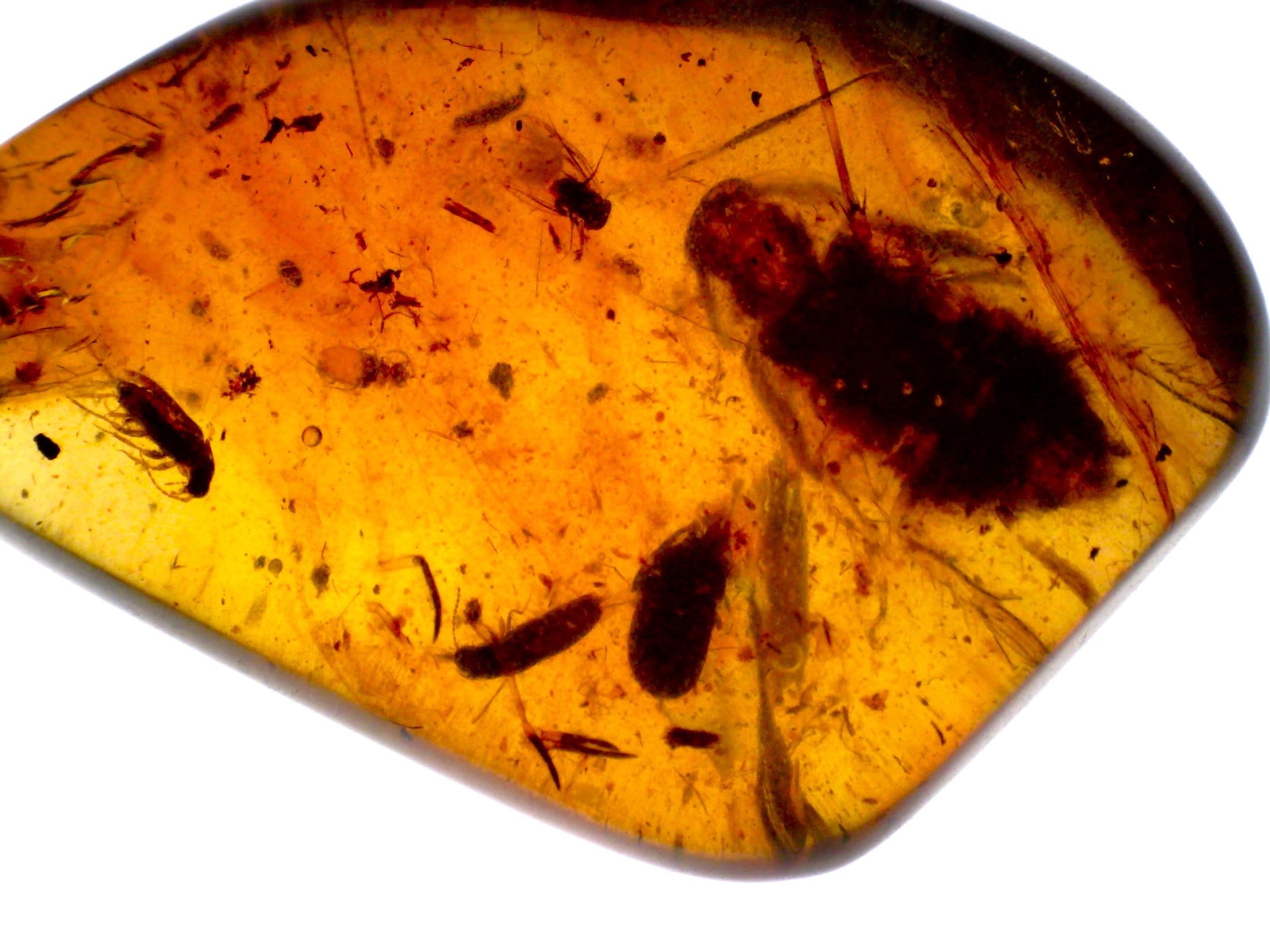 GEM Dinosaur age Burmite Fossil AMBER with Beetles, Winged Insects, and a HUGE 8 mm COCKROACH! TESTED FOR AUTHENTICITY!!