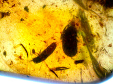 Load image into Gallery viewer, GEM Dinosaur age Burmite Fossil AMBER with Beetles, Winged Insects, and a HUGE 8 mm COCKROACH! TESTED FOR AUTHENTICITY!!
