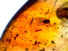 Load image into Gallery viewer, GEM Dinosaur age Burmite Fossil AMBER with Beetles, Winged Insects, and a HUGE 8 mm COCKROACH! TESTED FOR AUTHENTICITY!!
