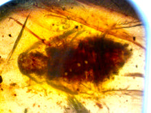 Load image into Gallery viewer, GEM Dinosaur age Burmite Fossil AMBER with Beetles, Winged Insects, and a HUGE 8 mm COCKROACH! TESTED FOR AUTHENTICITY!!
