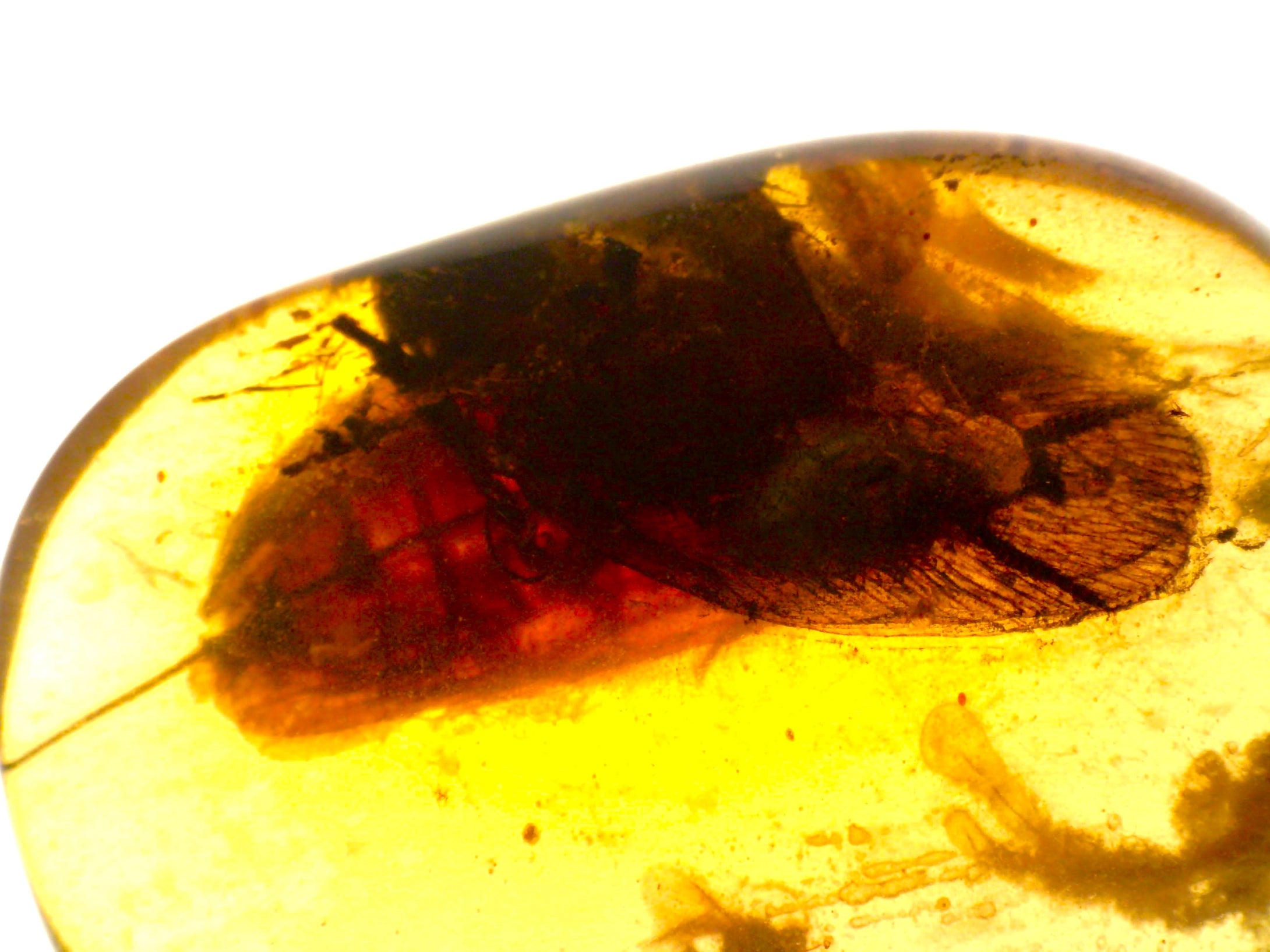 Dinosaur age Burmite Fossil AMBER with 2 HUGE 12 mm COCKROACHES! TESTED FOR AUTHENTICITY!!