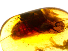 Load image into Gallery viewer, Dinosaur age Burmite Fossil AMBER with 2 HUGE 12 mm COCKROACHES! TESTED FOR AUTHENTICITY!!
