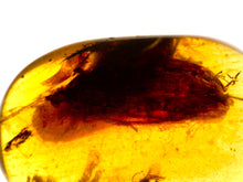 Load image into Gallery viewer, Dinosaur age Burmite Fossil AMBER with 2 HUGE 12 mm COCKROACHES! TESTED FOR AUTHENTICITY!!
