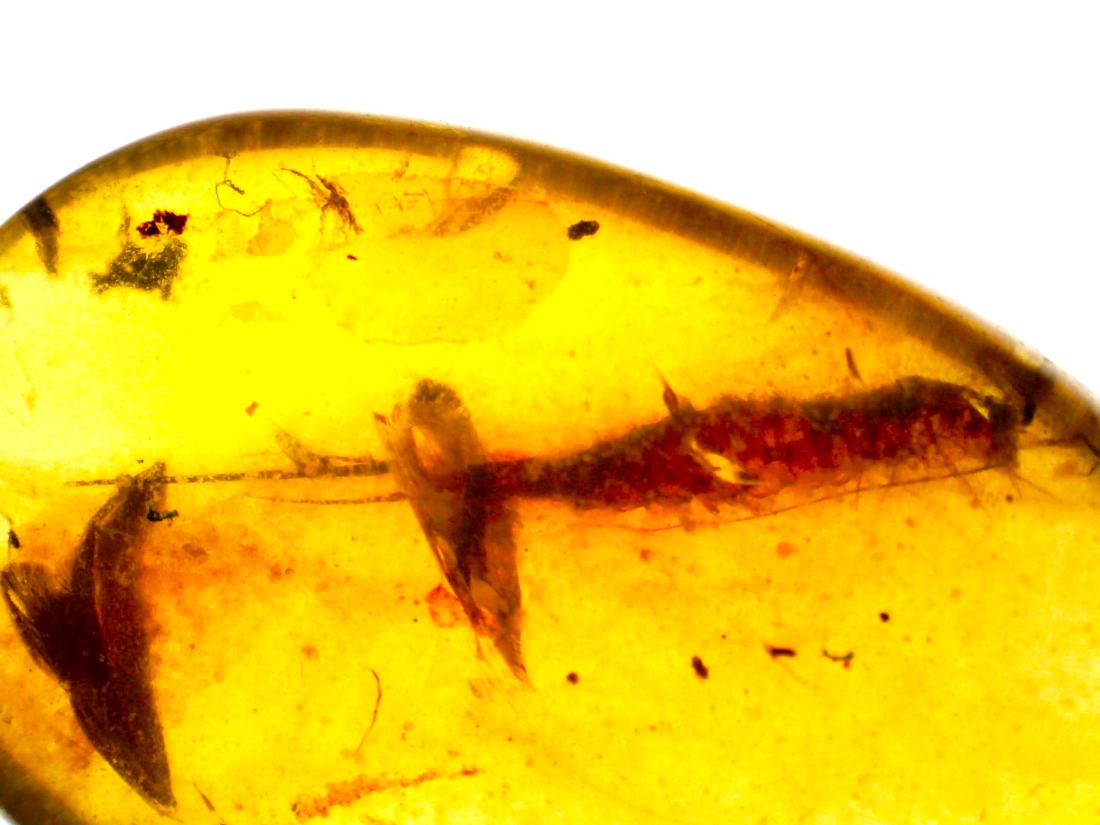 Dinosaur age Burmite Fossil AMBER with a Rare HUGE SILVERFISH! TESTED FOR AUTHENTICITY!!