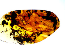 Load image into Gallery viewer, Dinosaur age Burmite Fossil AMBER with SUPER RARE 2 HUGE 14 MM FEATHERS! TESTED FOR AUTHENTICITY!!
