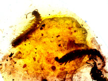 Load image into Gallery viewer, Dinosaur age Burmite Fossil AMBER with a Rare Pristine Millipede and Insect Larva! TESTED FOR AUTHENTICITY!!
