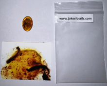 Load image into Gallery viewer, Dinosaur age Burmite Fossil AMBER with a Rare Pristine Millipede and Insect Larva! TESTED FOR AUTHENTICITY!!
