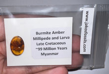Load image into Gallery viewer, Dinosaur age Burmite Fossil AMBER with a Rare Pristine Millipede and Insect Larva! TESTED FOR AUTHENTICITY!!
