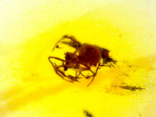 Load image into Gallery viewer, Dinosaur age Burmite Fossil AMBER with SPIDER Lot! One Per Order! TESTED FOR AUTHENTICITY!!
