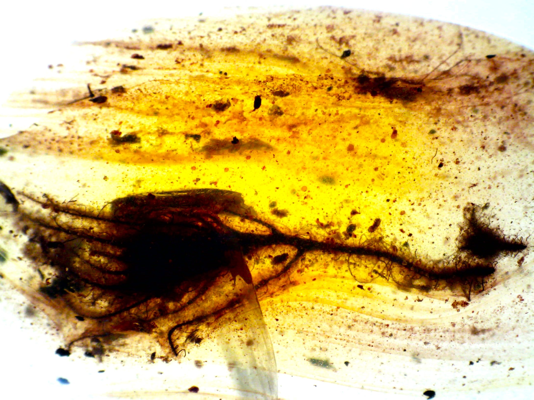 GEM QUALITY Dinosaur age Burmite AMBER with a Rare Algal 