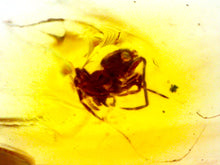 Load image into Gallery viewer, Dinosaur age Burmite Fossil AMBER with SPIDER Lot! One Per Order! TESTED FOR AUTHENTICITY!!
