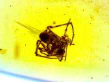 Load image into Gallery viewer, Dinosaur age Burmite Fossil AMBER with SPIDER Lot! One Per Order! TESTED FOR AUTHENTICITY!!
