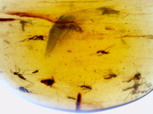 Load image into Gallery viewer, Dinosaur age Burmite Fossil AMBER with 13 Winged Insects! TESTED FOR AUTHENTICITY!!
