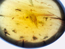 Load image into Gallery viewer, Dinosaur age Burmite Fossil AMBER with 13 Winged Insects! TESTED FOR AUTHENTICITY!!
