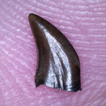 Load image into Gallery viewer, Rare PRISTINE Acheroraptor Fossil Tooth Dromaeosaur True Raptor from the Hell Creek .25 Inches!
