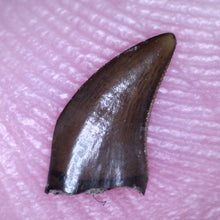 Load image into Gallery viewer, Rare PRISTINE Acheroraptor Fossil Tooth Dromaeosaur True Raptor from the Hell Creek .25 Inches!
