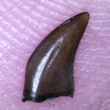 Load image into Gallery viewer, Rare PRISTINE Acheroraptor Fossil Tooth Dromaeosaur True Raptor from the Hell Creek .25 Inches!
