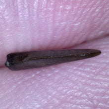 Load image into Gallery viewer, Rare PRISTINE Acheroraptor Fossil Tooth Dromaeosaur True Raptor from the Hell Creek .25 Inches!
