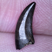 Load image into Gallery viewer, Rare PRISTINE Acheroraptor Fossil Tooth Dromaeosaur True Raptor from the Hell Creek .41 Inches!
