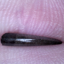 Load image into Gallery viewer, Rare PRISTINE Acheroraptor Fossil Tooth Dromaeosaur True Raptor from the Hell Creek .41 Inches!
