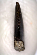 Load image into Gallery viewer, Rare PRISTINE Acheroraptor Fossil Tooth Dromaeosaur True Raptor from the Hell Creek .27 Inches!
