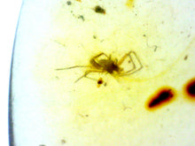Load image into Gallery viewer, Dinosaur age Burmite Fossil AMBER with SPIDER Lot! One Per Order! TESTED FOR AUTHENTICITY!!

