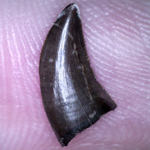 Load image into Gallery viewer, Rare Acheroraptor Fossil Tooth Dromaeosaur True Raptor from the Hell Creek .44 Inches!
