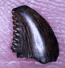 Load image into Gallery viewer, SUPER RARE Troodon type Fossil Tooth from the Hell Creek 6.23 mm!
